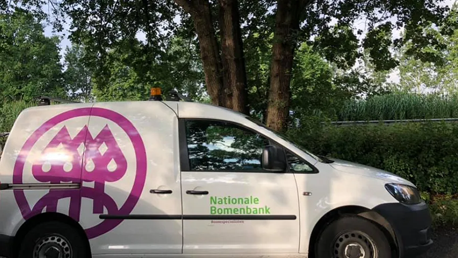 processierupsen 896x504