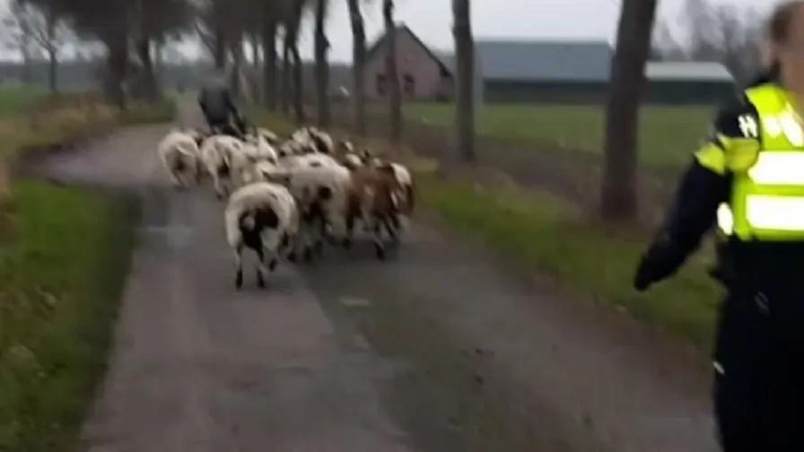schapen