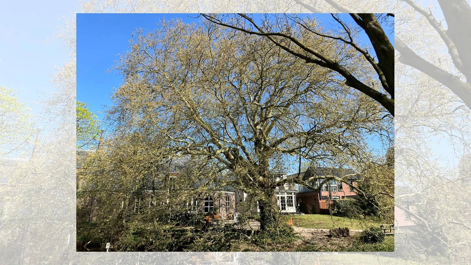 2025 04 09 boom bibliotheek