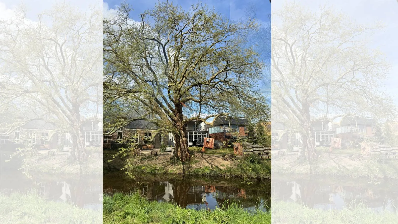 Plataan Parklaan Veghel