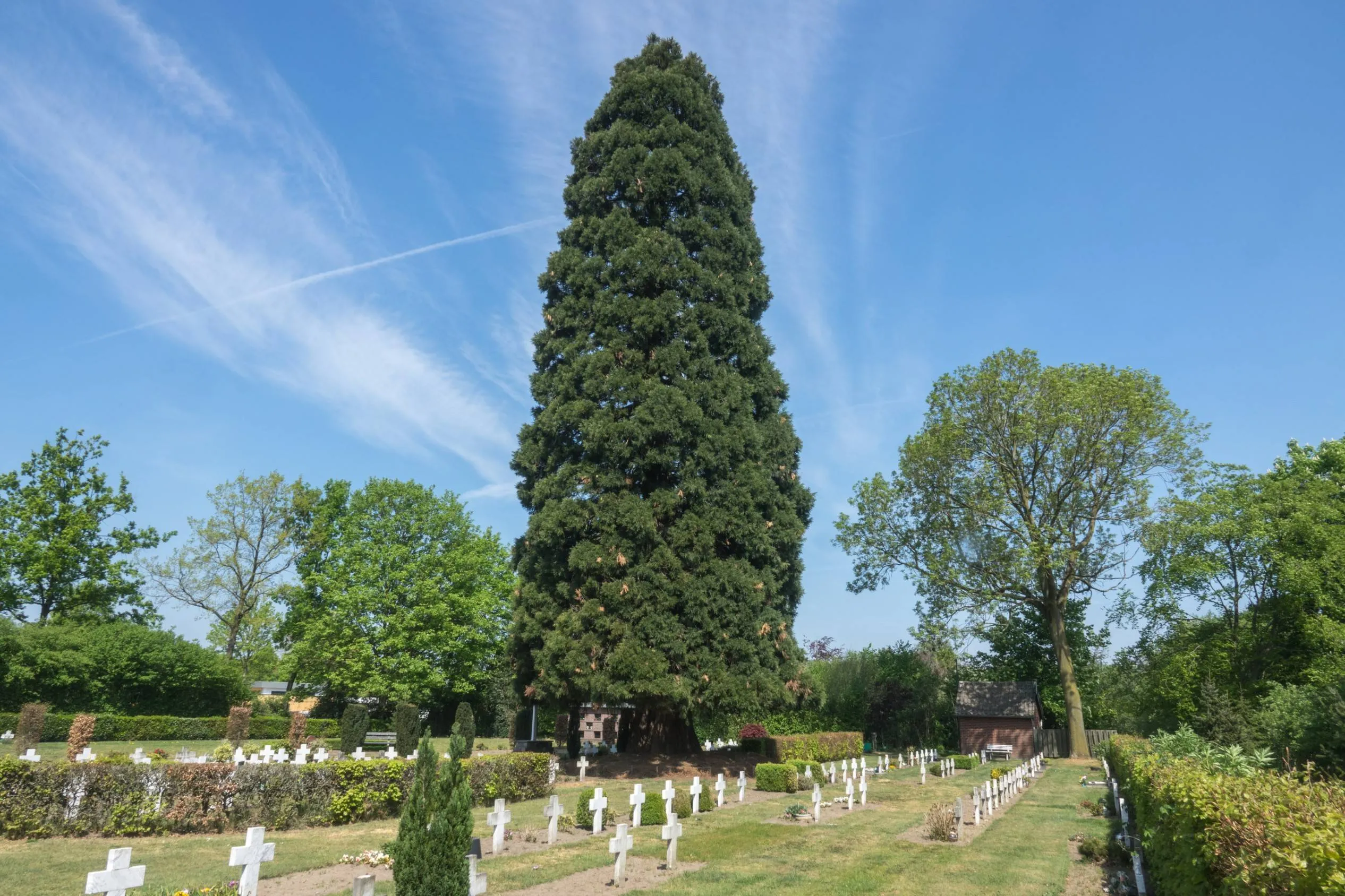 Mammoetboom Boskant 2
