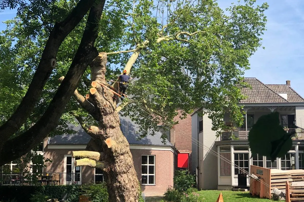07-07-2026 Rooien Plataan 06