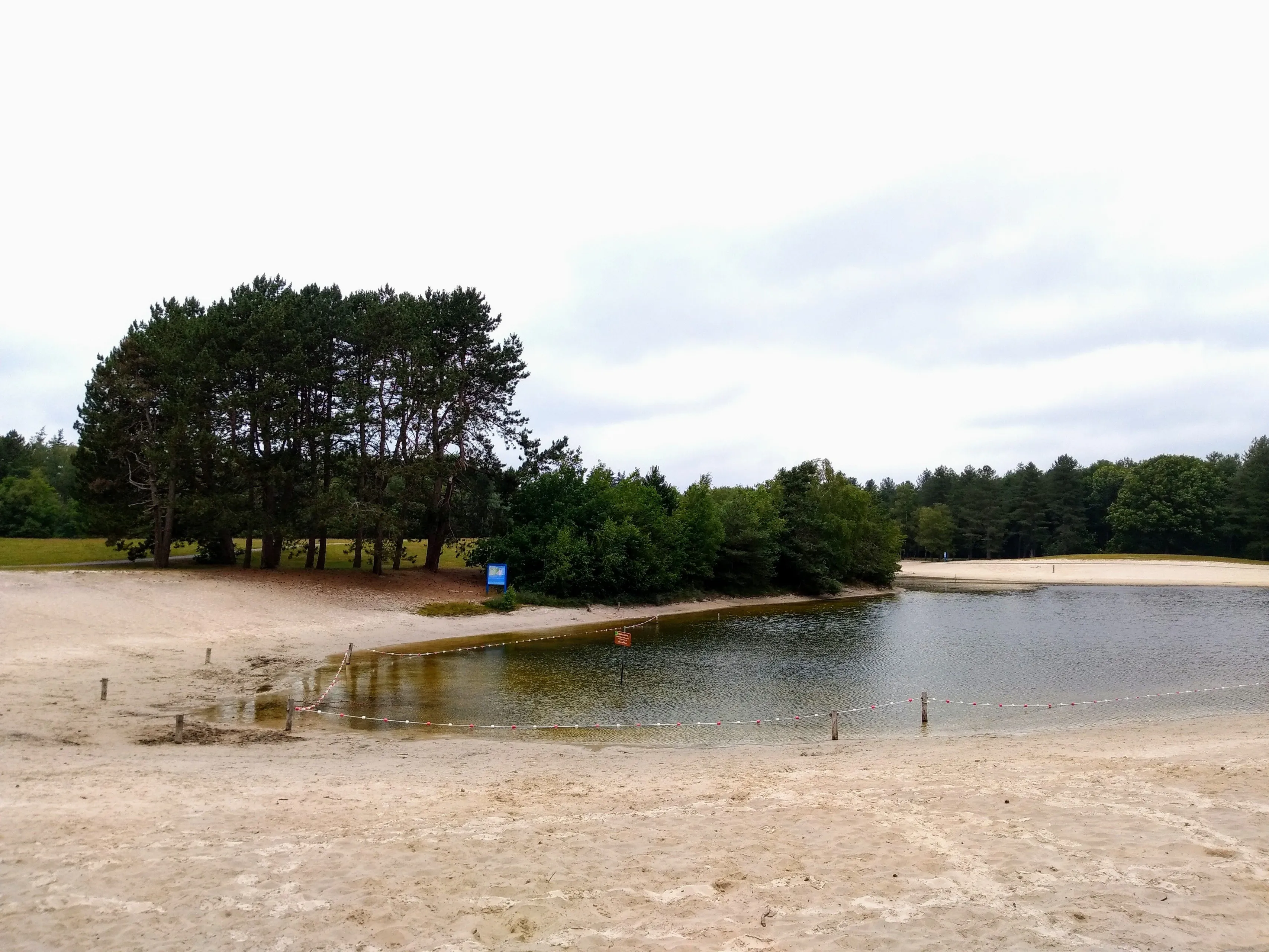 de zwarte dennen op een bewolkte dag