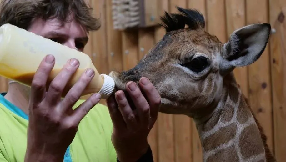 emmen giraf wildlamnds