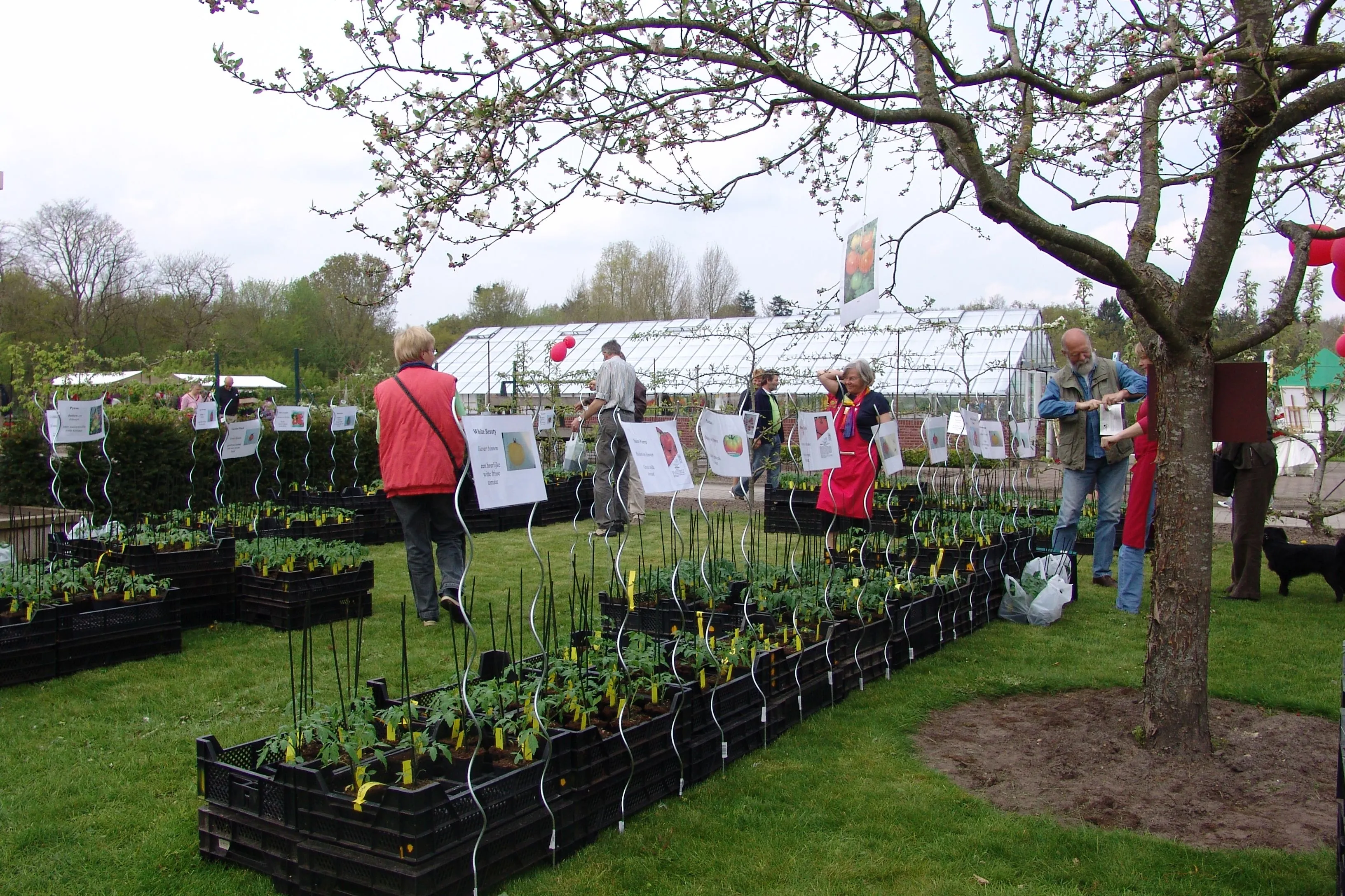 frederiksoord tomatenplanten2