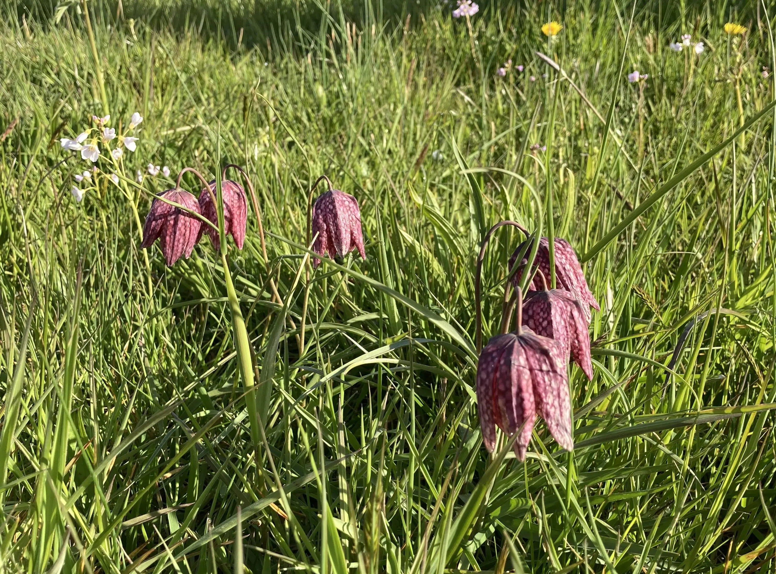 kievitsbloemen