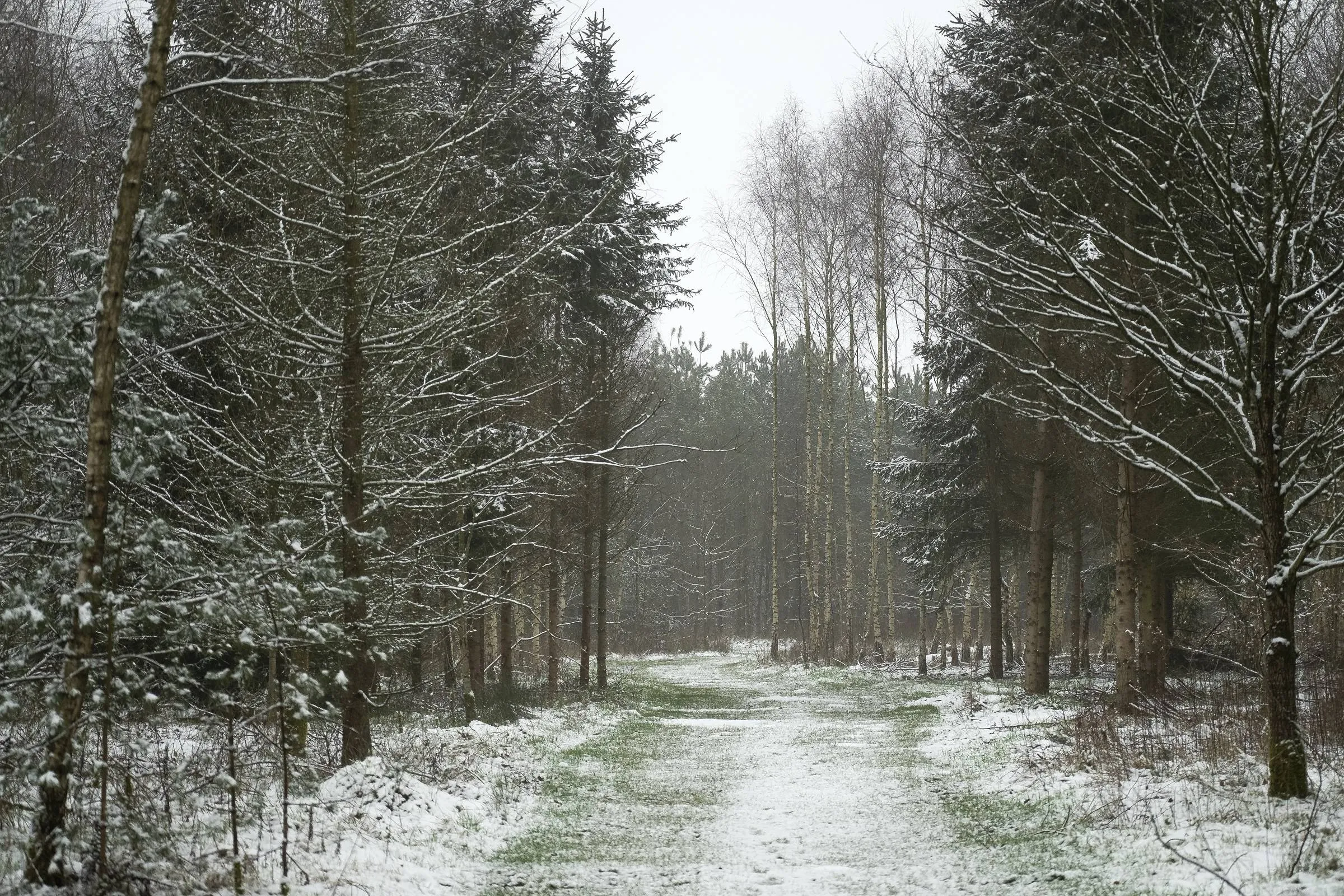 meppen natuurwintermepperdennen