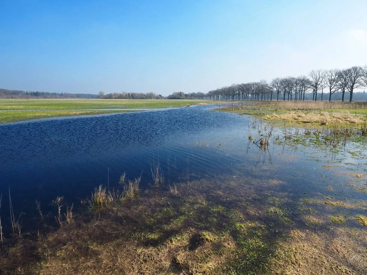 oude willem drfrwold