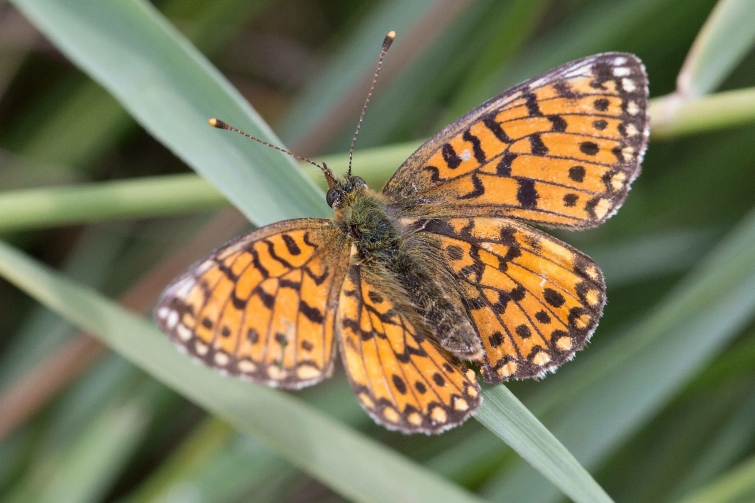 vlinder opstap 1505 mei kiersche wijde 3 135111 002 scaled