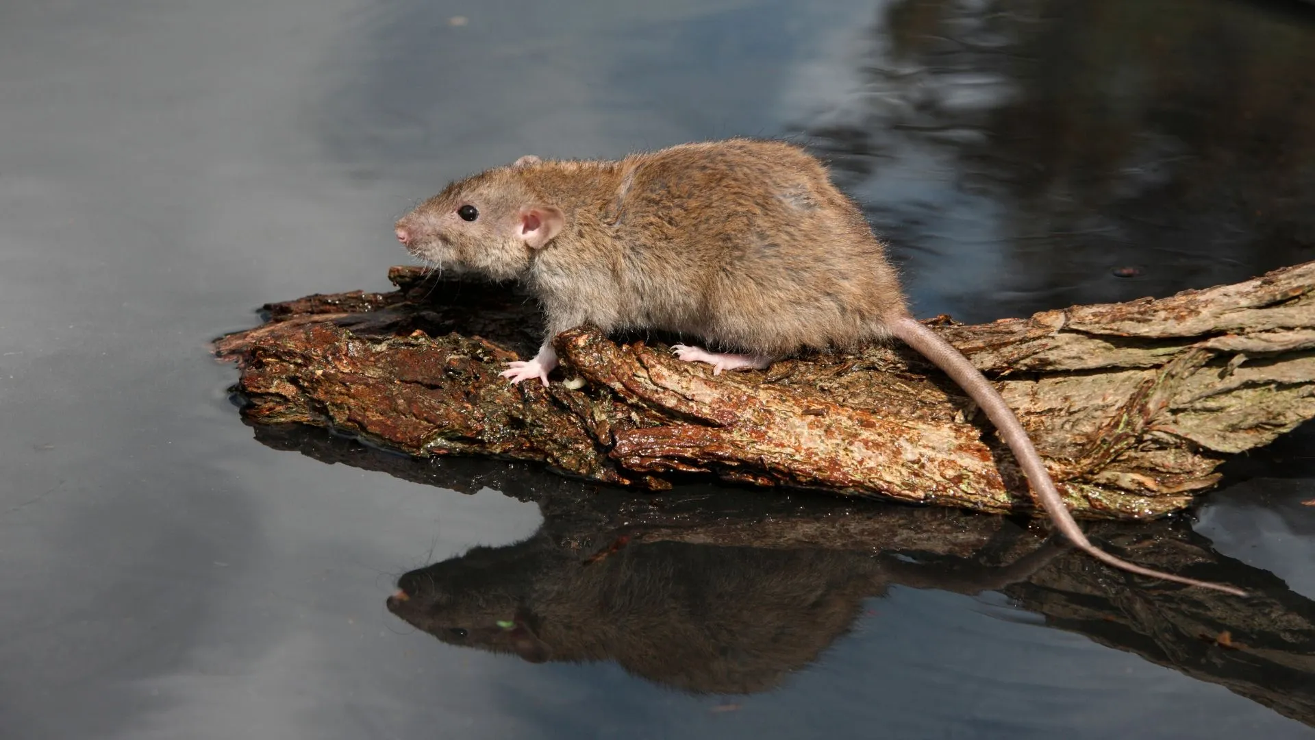 wdod bruine rat 3