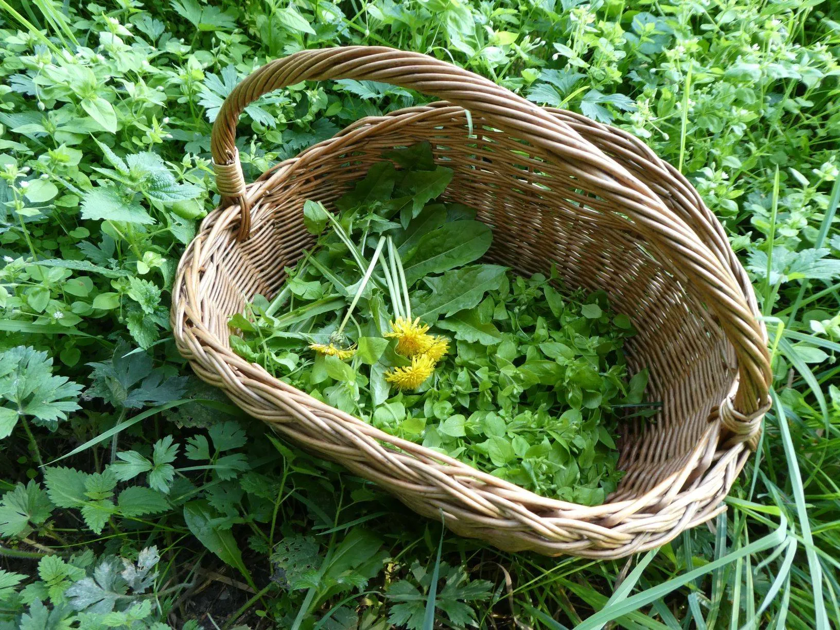 wildplukoogst