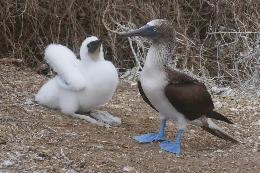 zuidwolde blauwvoet jan van gent foto reinier havinga