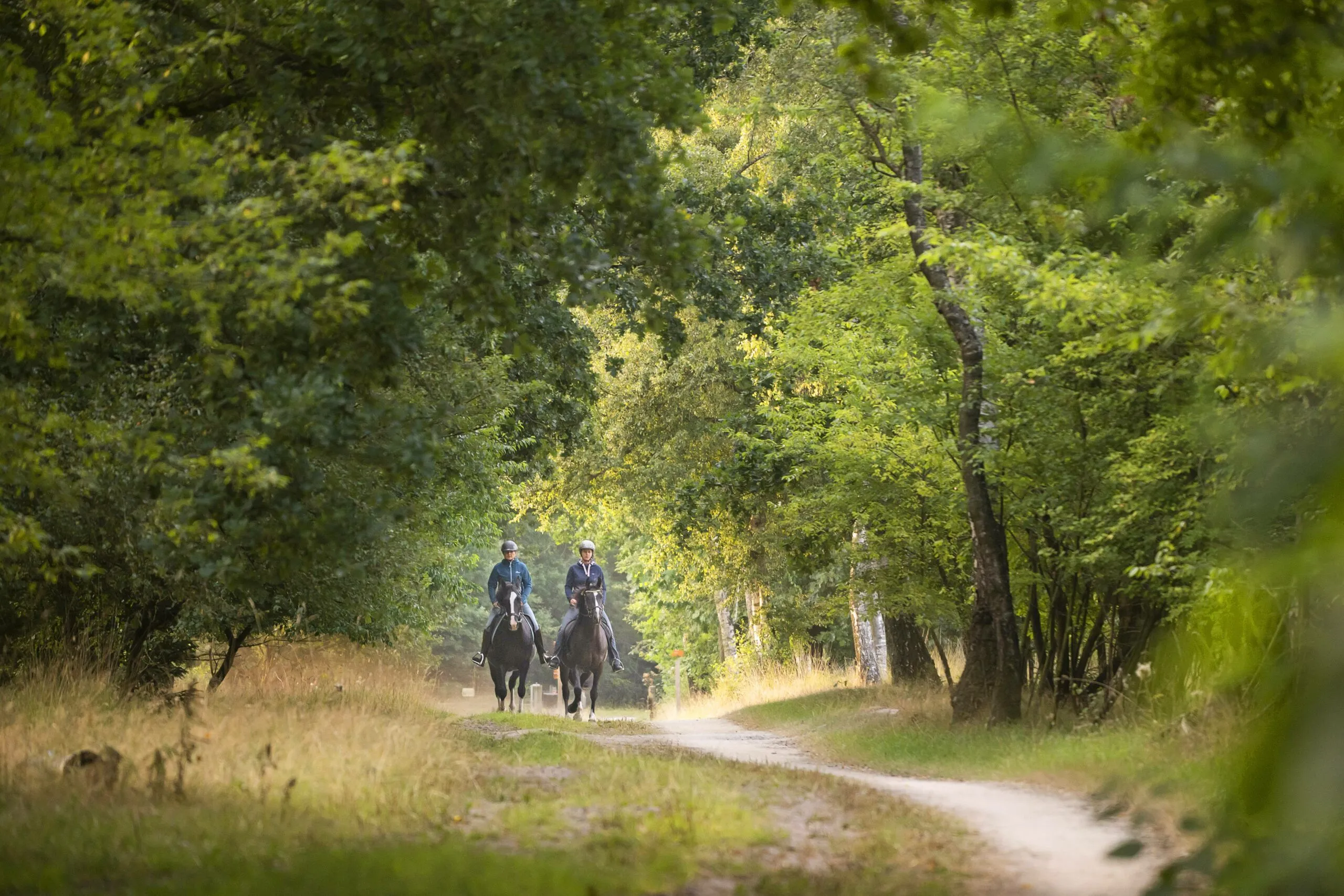 drfr wold adopteer paardenroutes scaled