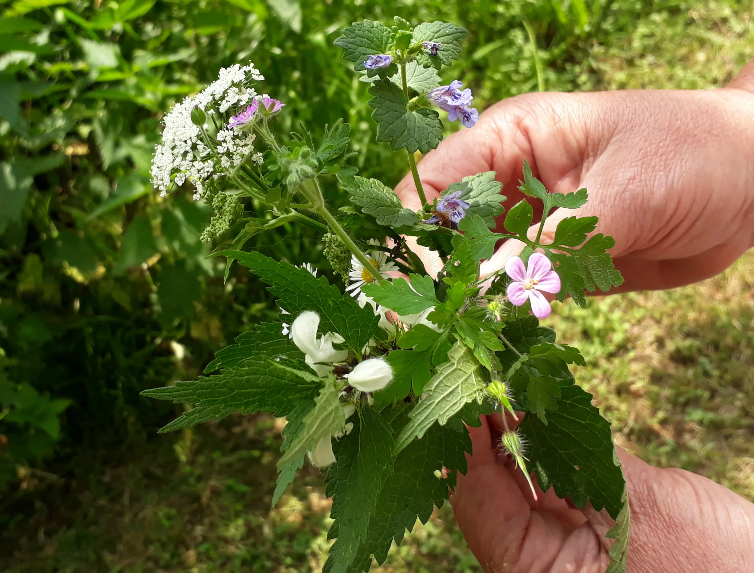 eetbare bloemen foto wildplukster olga
