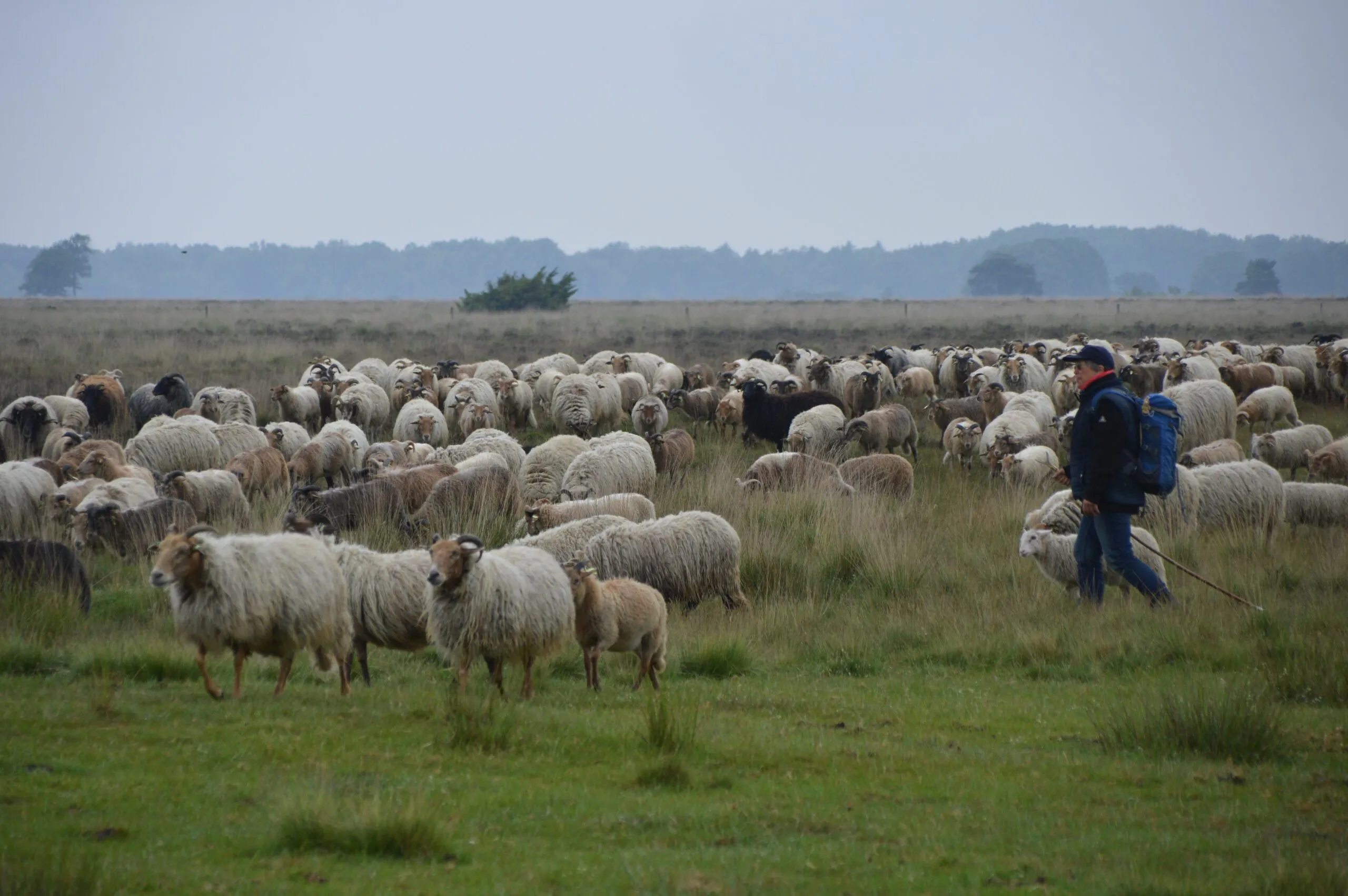pn12062019 schapen ruinen dwingelderveld3 scaled