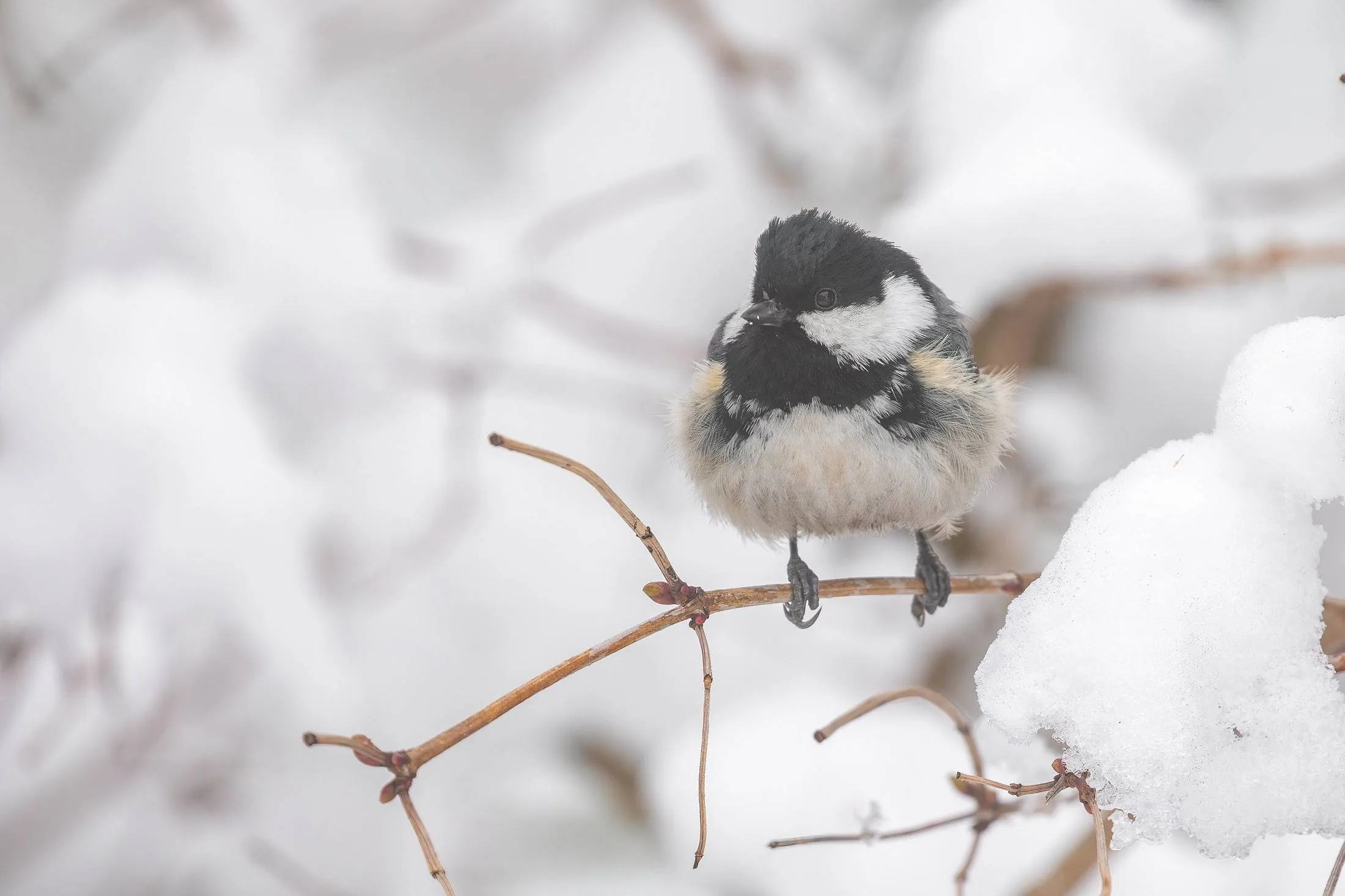 reestal zwarte mees door annie keizer