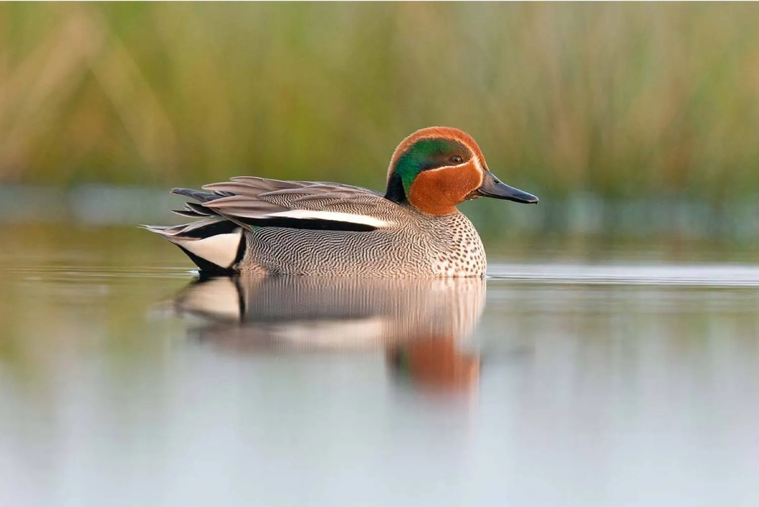 uffelte wintertaling foto alex huizinga