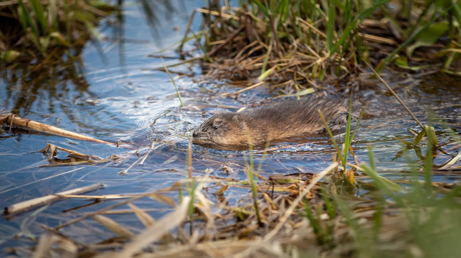 wdod foto wdodelta muskusrat in het water
