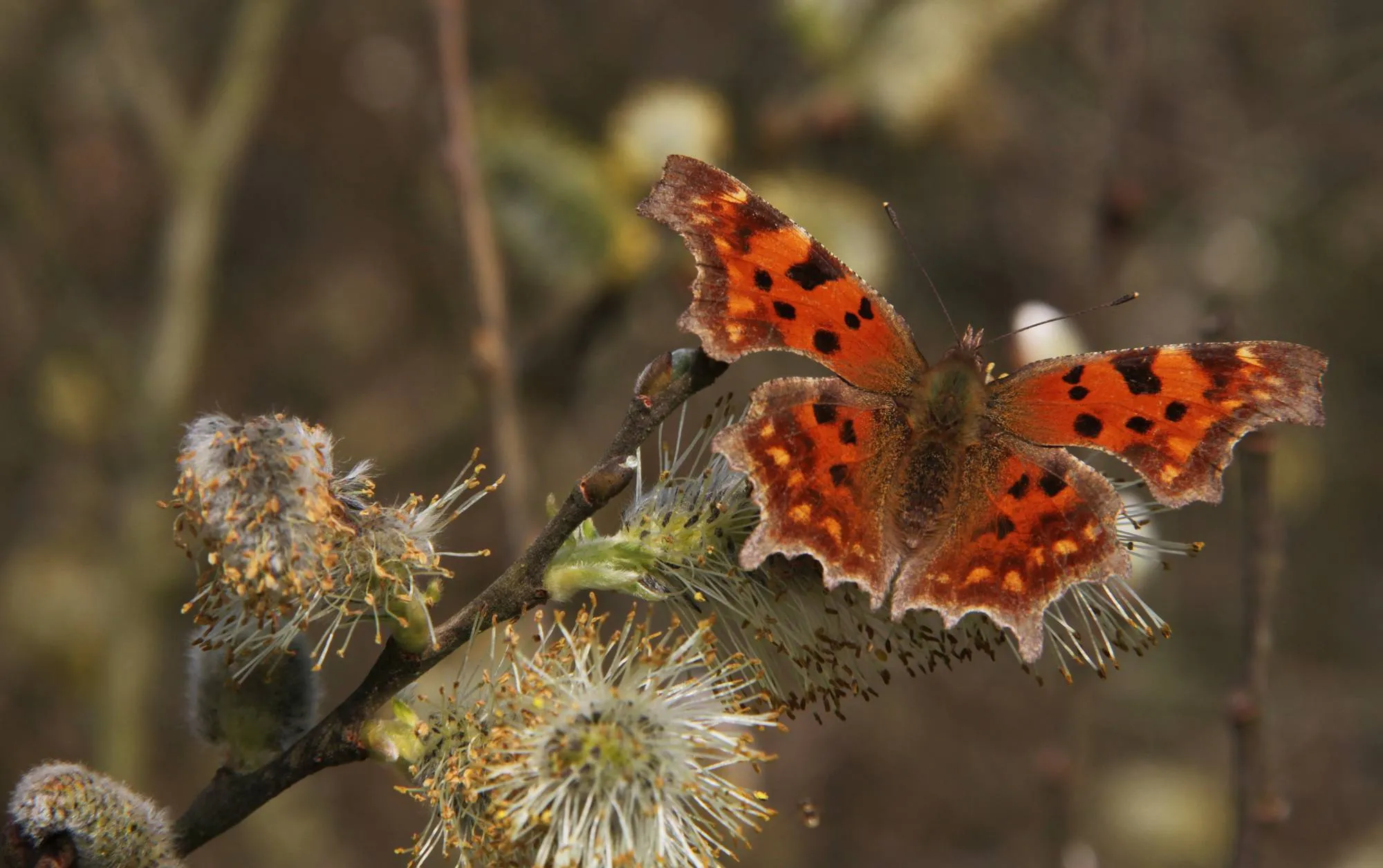 wes gehakkelde aurelia alberthenkel