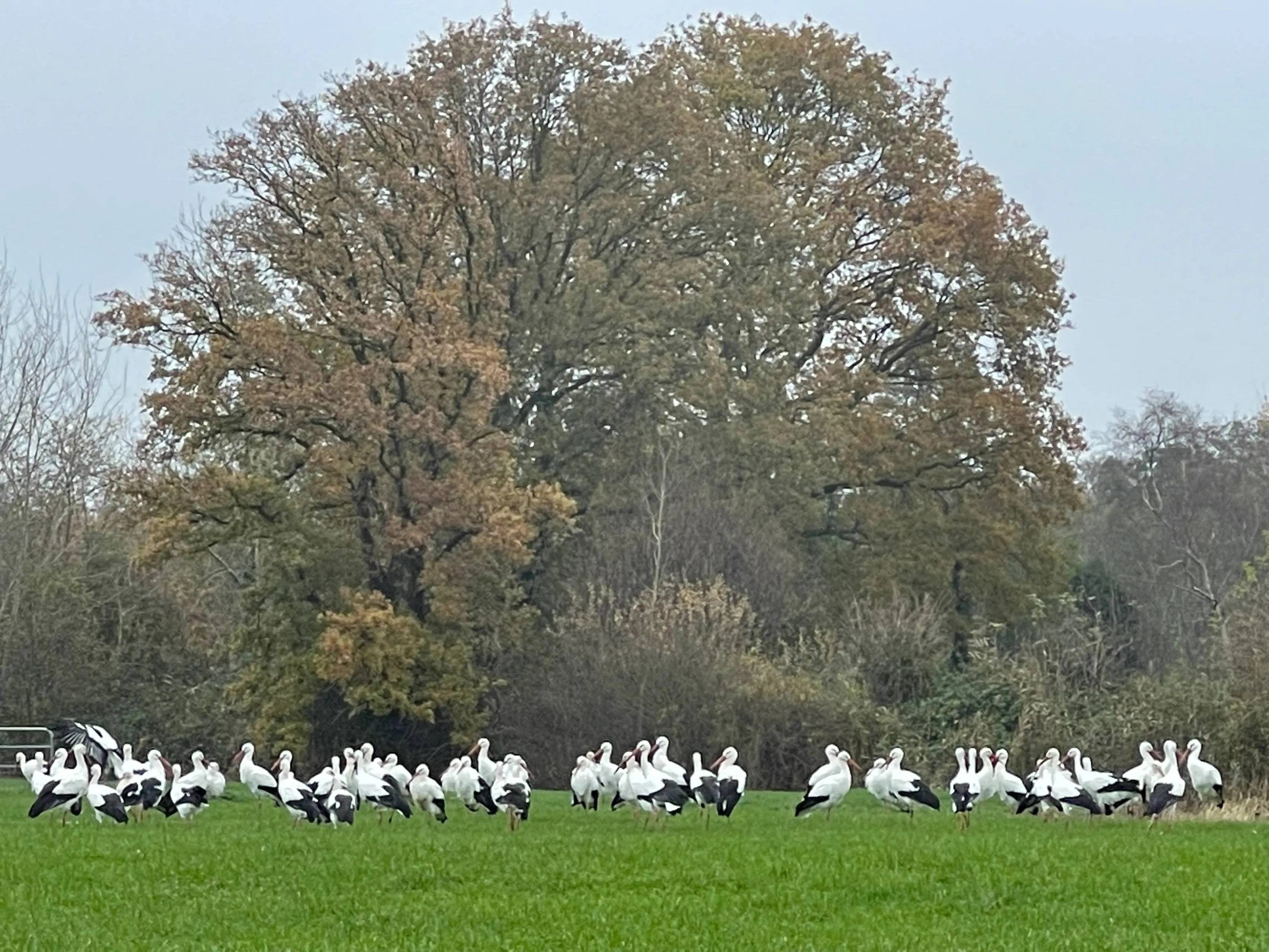 pn14112021 ooievaars reestdal4