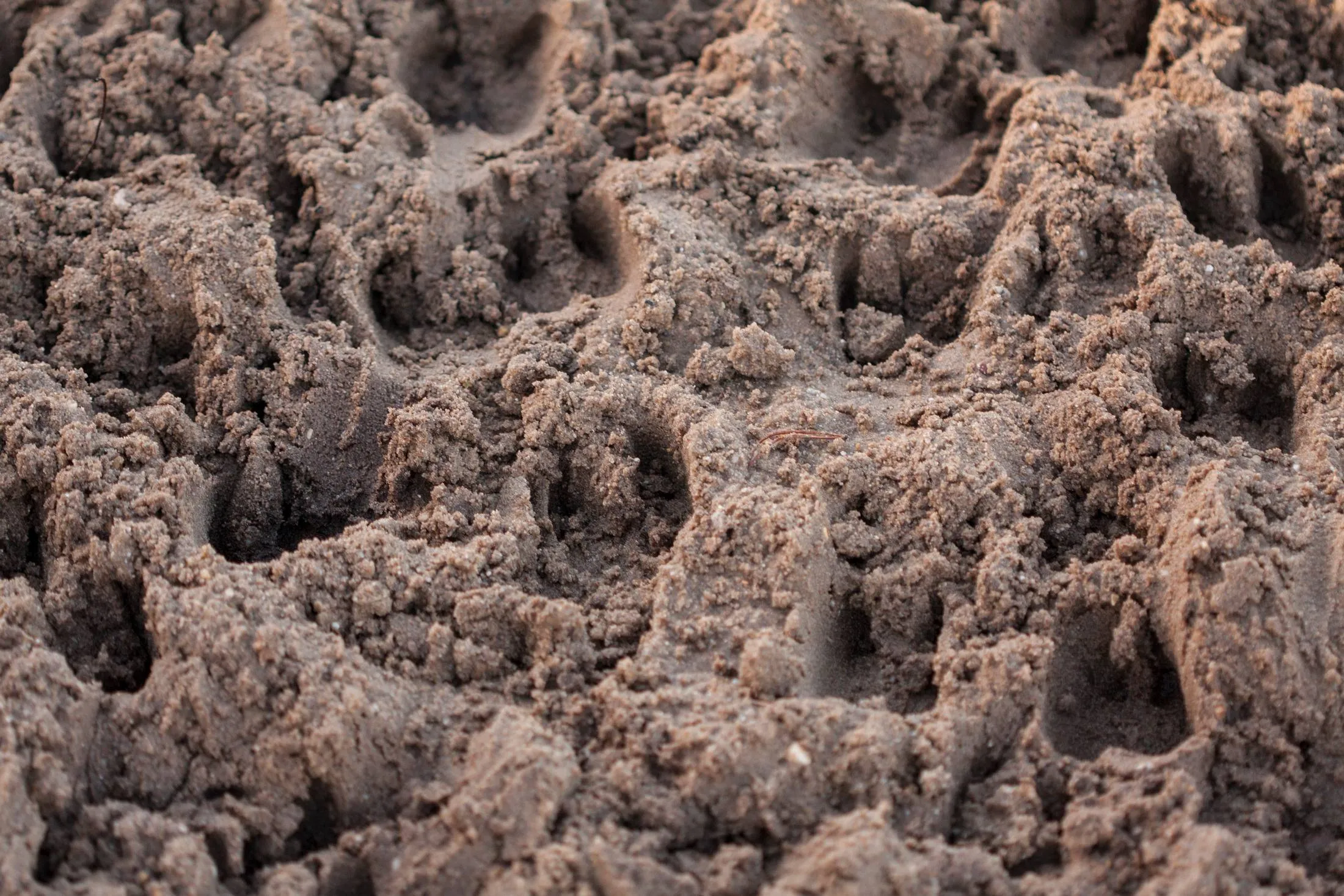 reestdal lo097911600 willem heijdeman