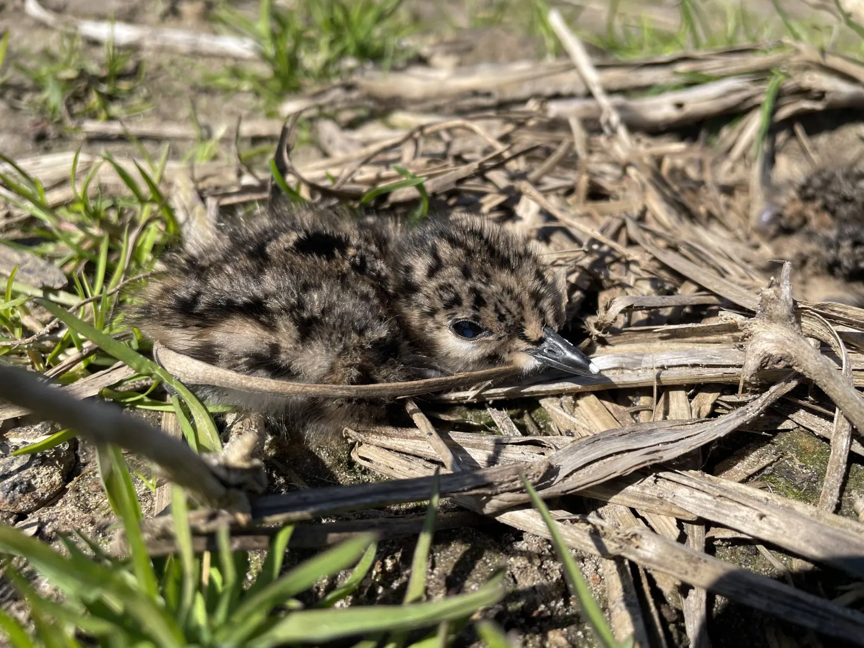 Landsch DR Jonge kievit naast het nest