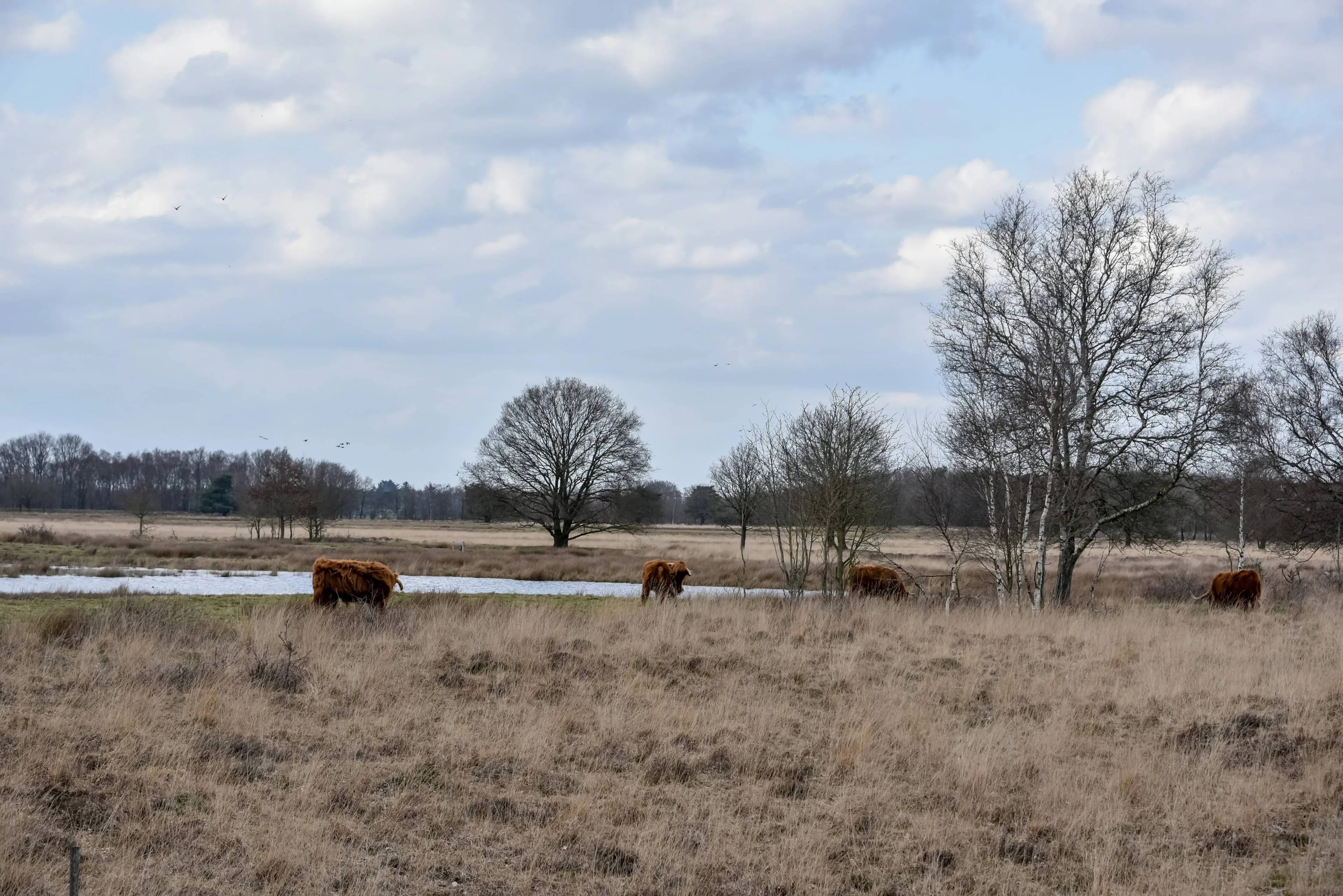 WDOD Projectgebied Boerenveensche plassen (5)