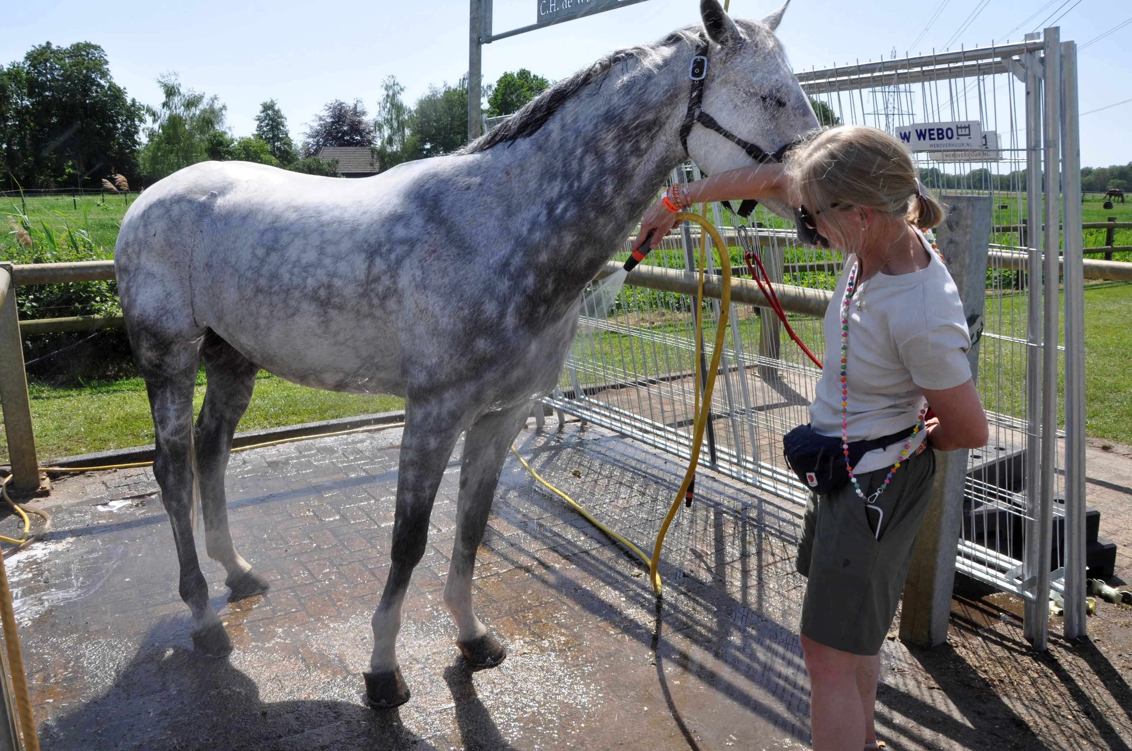 CSIO 01 wasplaats paard Hendrik Greve Duitsland Foto Fred Lubbers