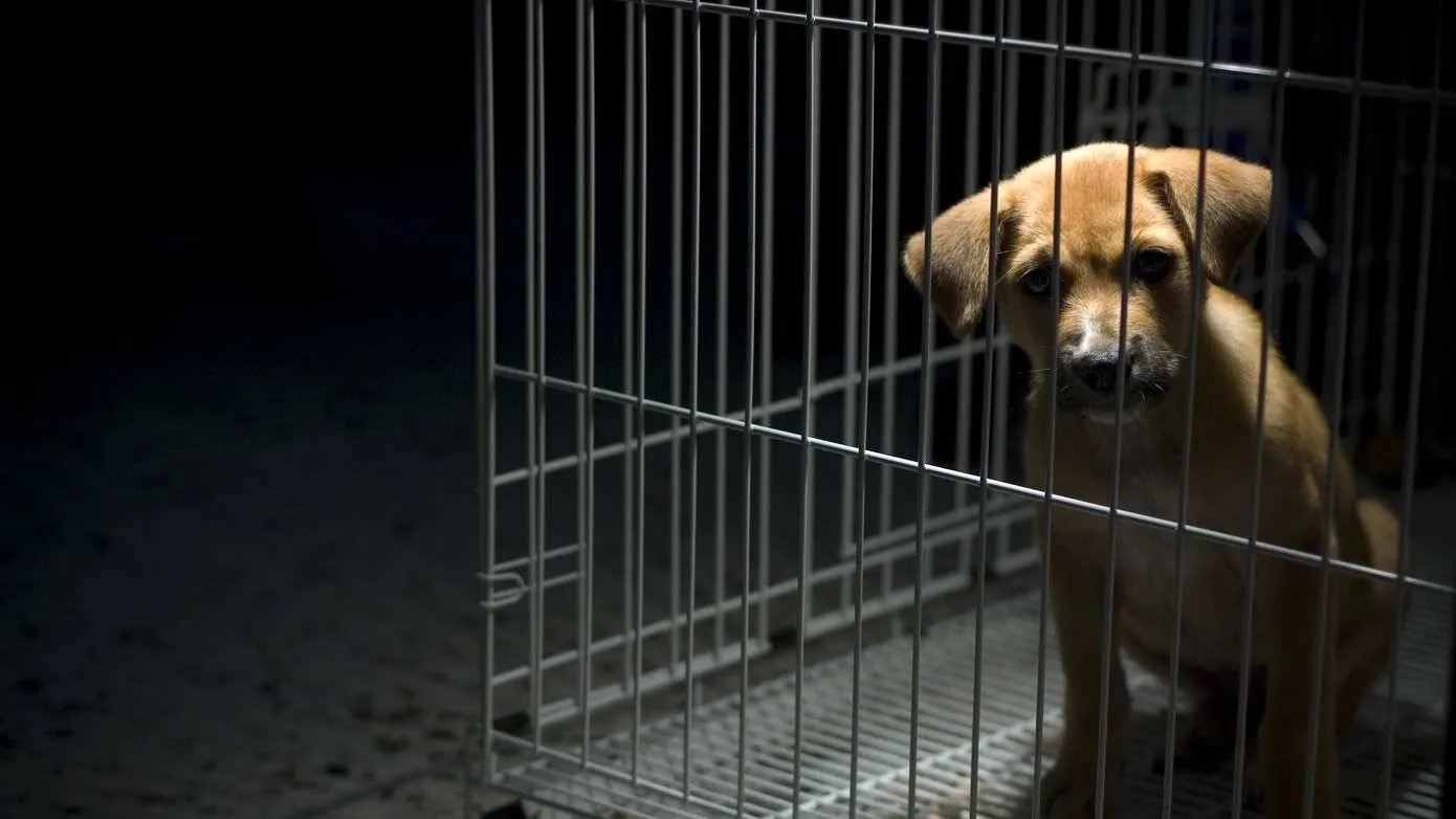 istock dieren