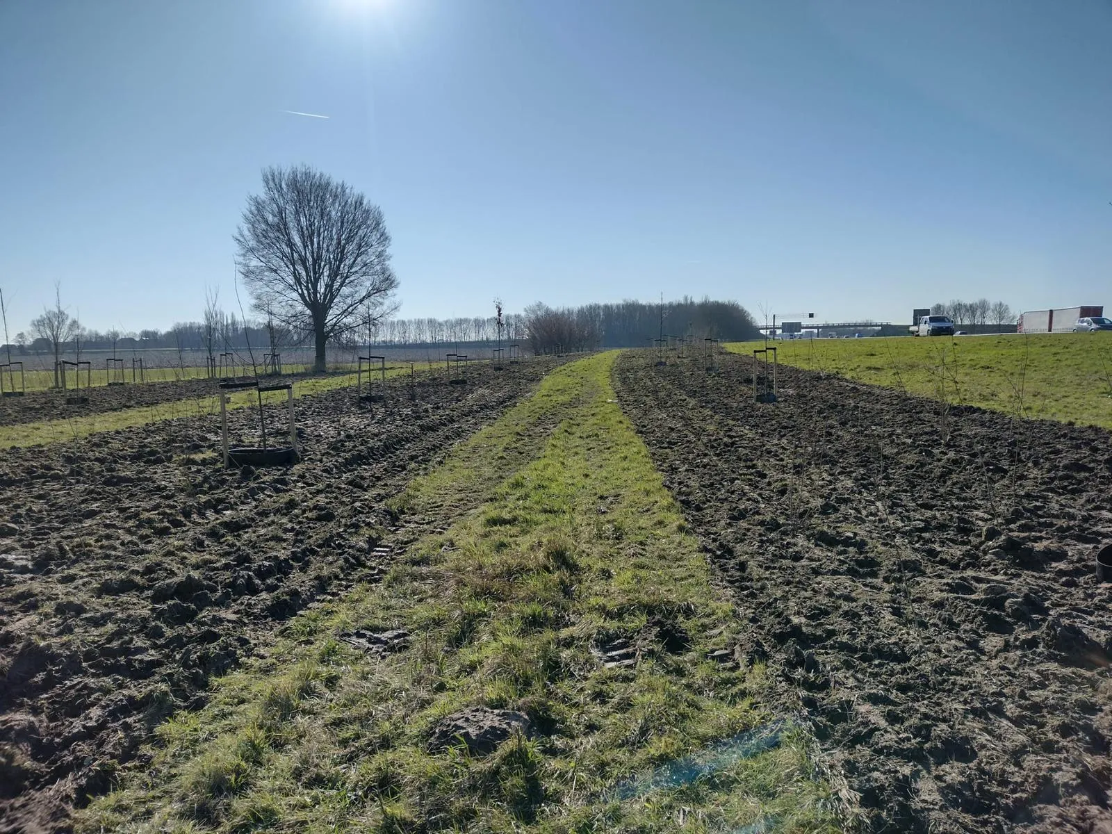 1 maart aanplant bomen en struiken langs a4 helwijk