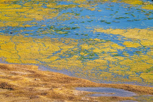 algae g41c99a5bd 640