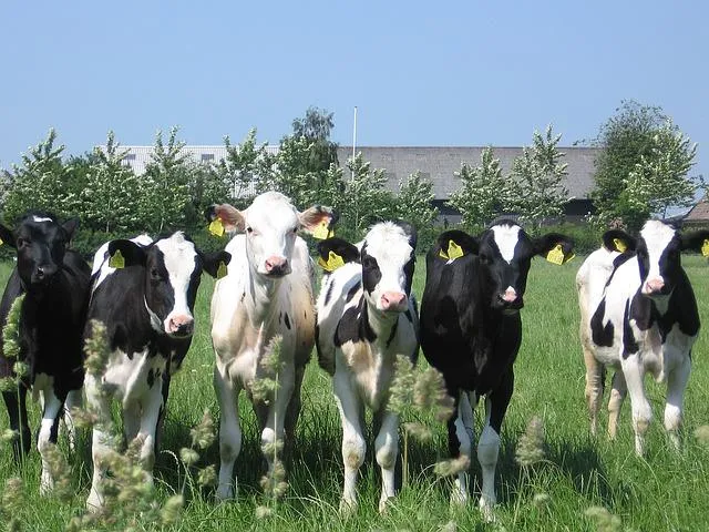 cows g9594d5825 640