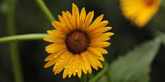 flower g50b446eae 640
