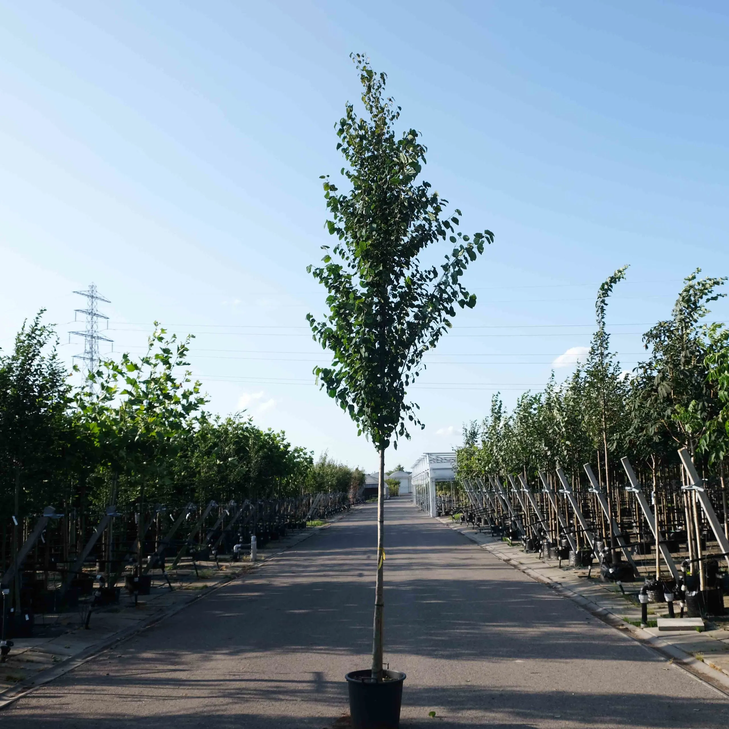 hartjesboom scaled 1