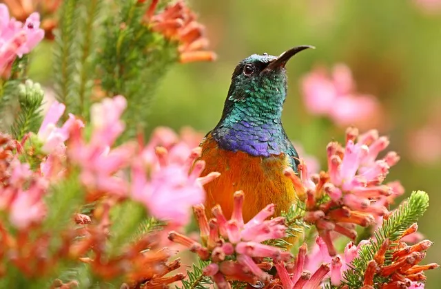 orange breasted sunbird g2de34471b 640