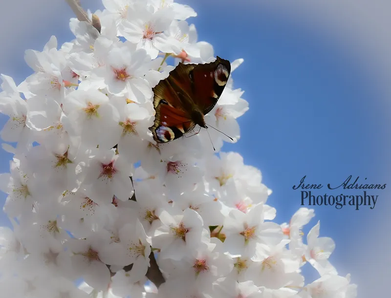 prunus autumnalis met dagpauwoog vlinder