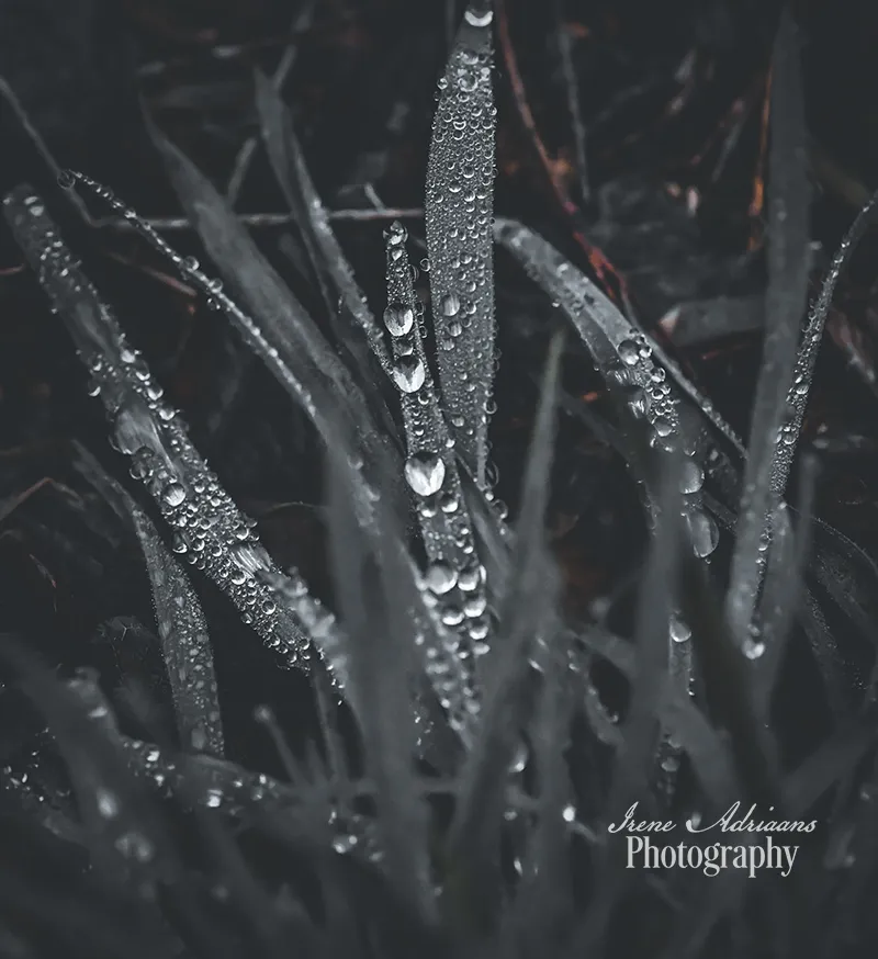 regendruppels de gaas