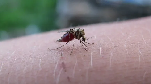 the mosquito 5219052 640