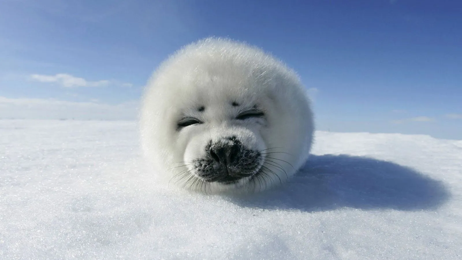 baby seal canadian seal