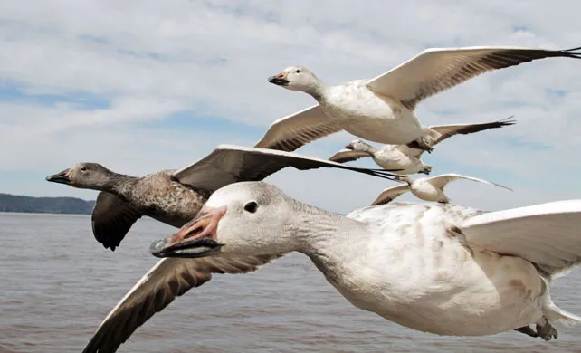 earthflight201