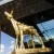 nff gouden kalf
