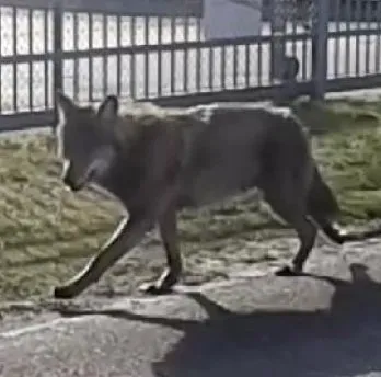 wolf hoogezand foto kevin schuurman 0