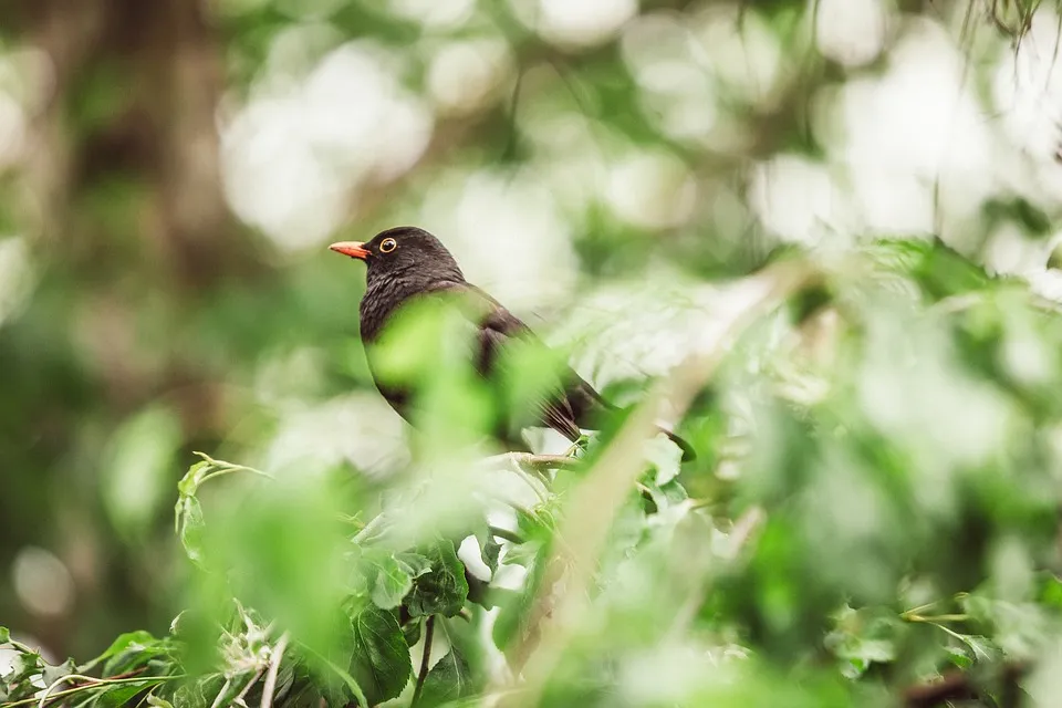 pixabay vogel