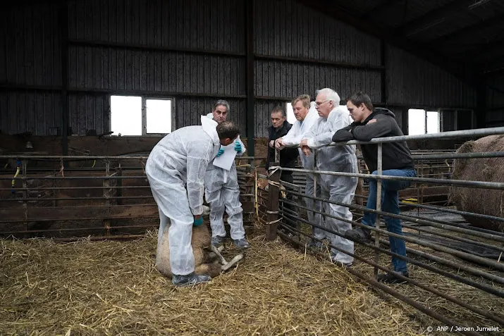 adema wil vaccin blauwtong voor nieuw knuttenseizoen