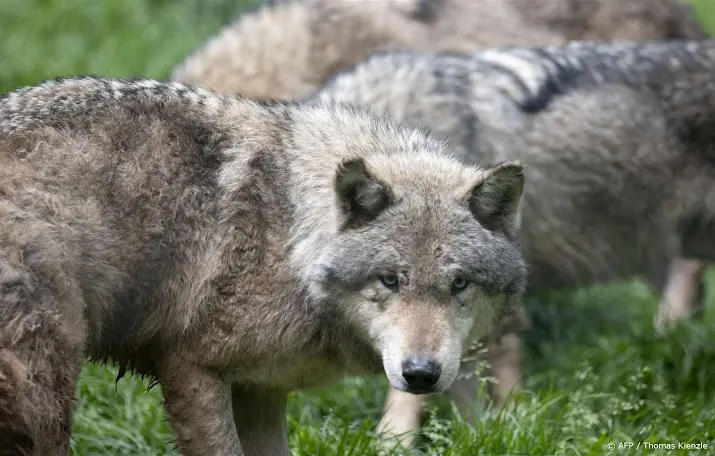 animal rights wil zenderen en verdoven utrechtse wolf tegenhouden