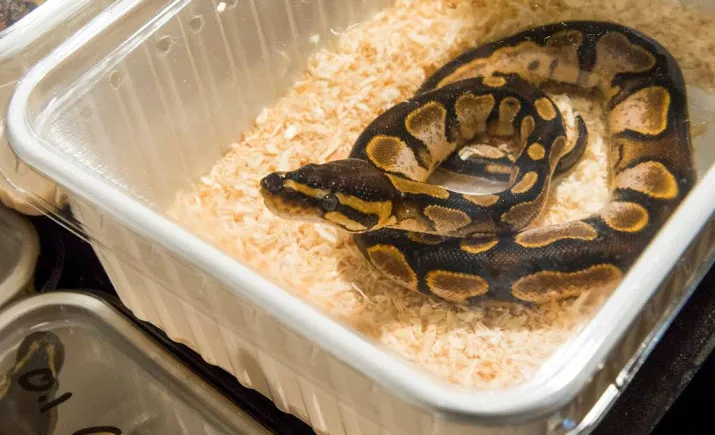 anonieme actie tegen illegale dierenhandel