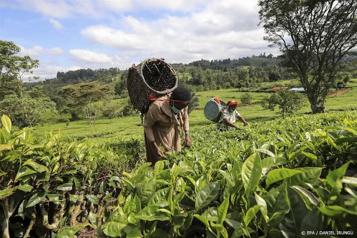 bbc keniaanse medewerksters seksueel misbruikt op theeplantages