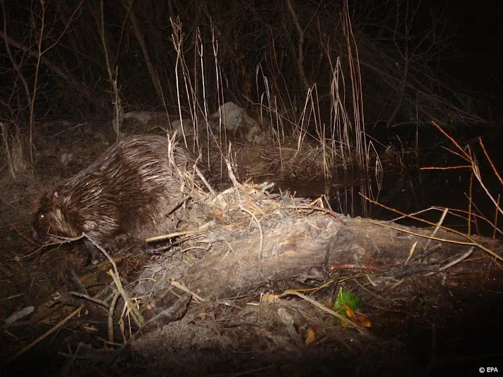 bever bedreigt veiligheid van de dijken