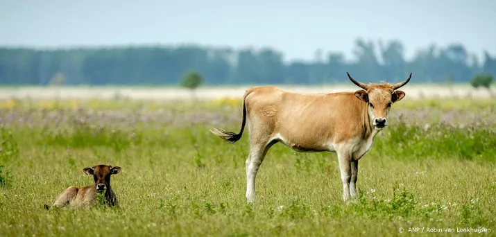 bijvoeren heckrunderen niet langer nodig