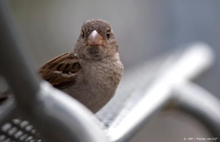 bioblitz soorten tellen in de tuin en op balkon